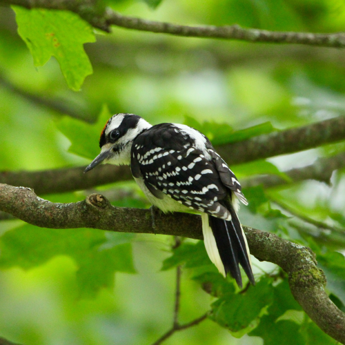 Hairy Woodpecker