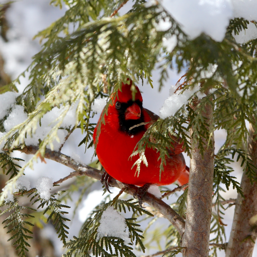 Northern Cardinal