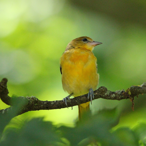 Baltimore Oriole