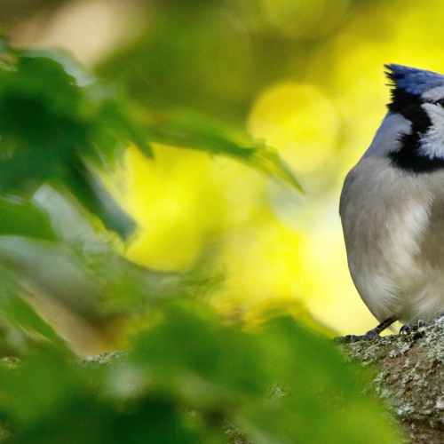 Blue Jay