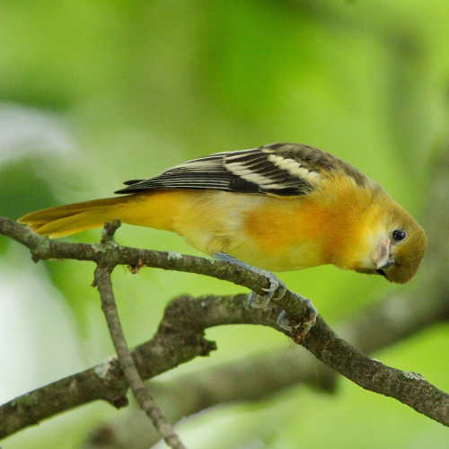 Baltimore Oriole