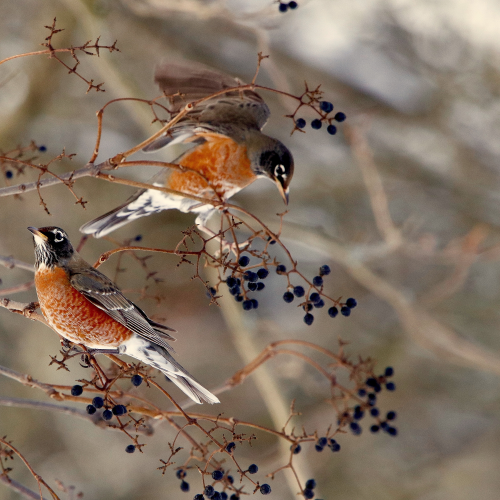 American Robins