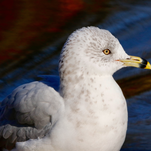 Ring-billed Gull
