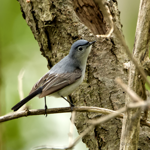 Blue-Grey Gnatcatcher