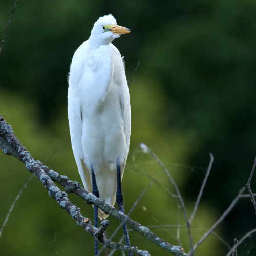 Greater Egret