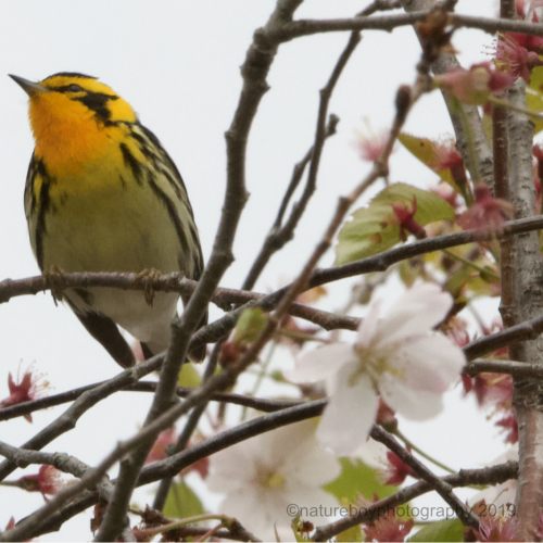 A Blackburnian Warbler