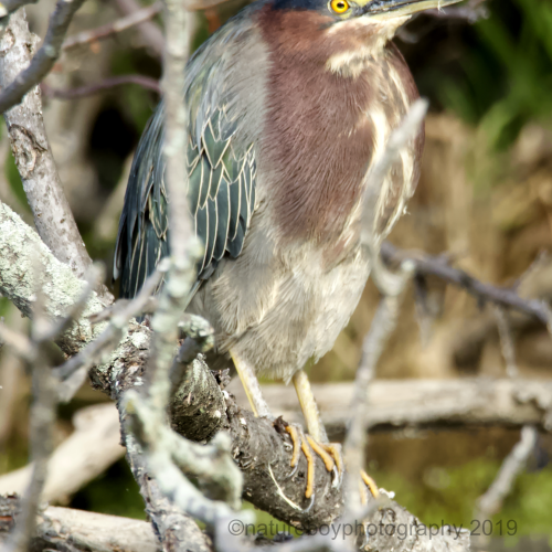 Green Heron