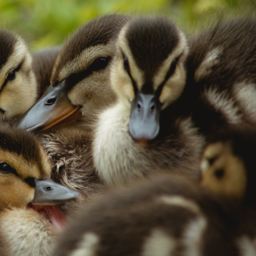 Ducklings