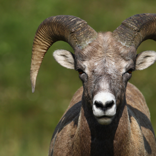 Big Horn Sheep Ram