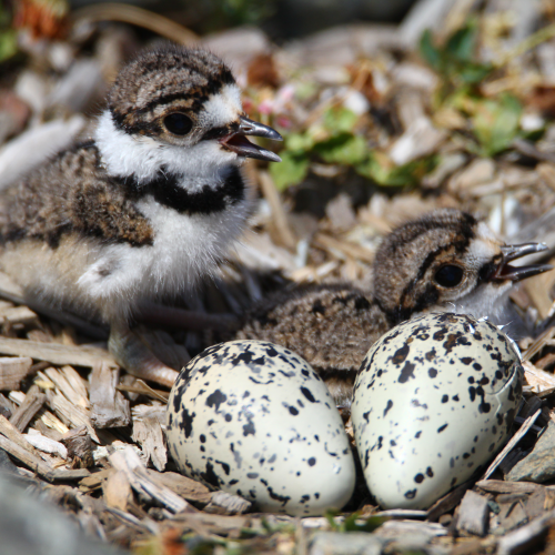 Two Hatched Two more to Hatch