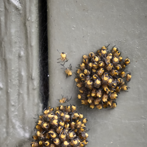 Yellow Blobs 