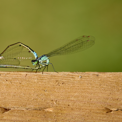 Mating Ritual