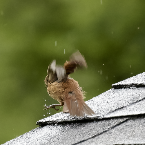 Rain dancing Sparrow