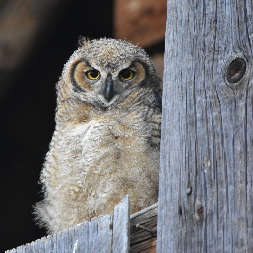 Young Great Horned Owl