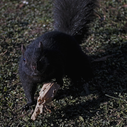 Black Squirrel