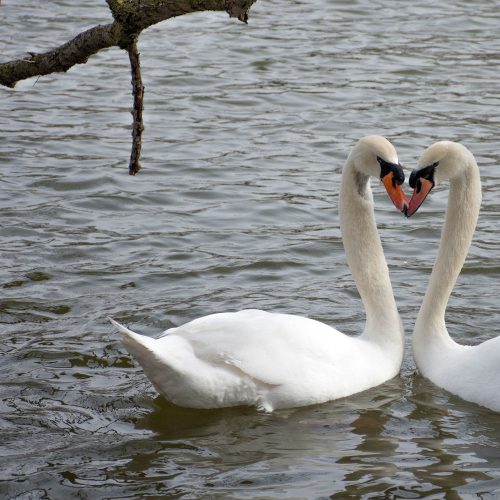 Everlasting Love