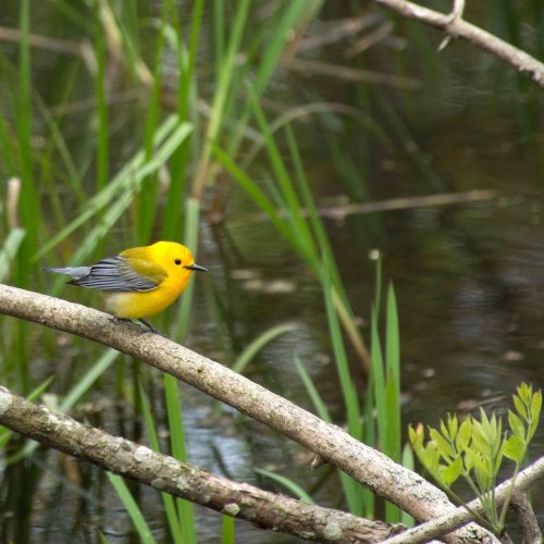 Prothonotary Warbler