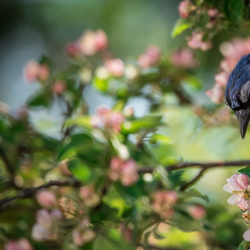 Backyard Bluejay