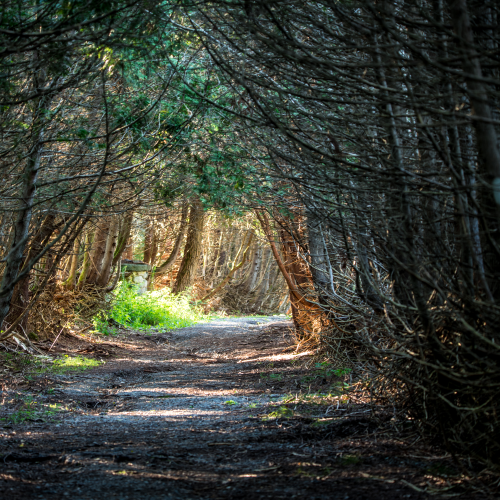 Shaded Lane