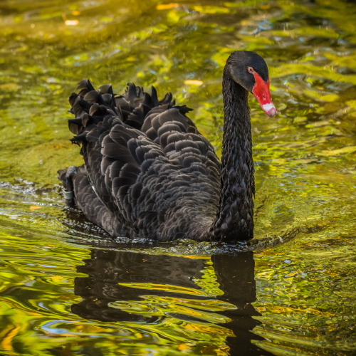 Black Swan