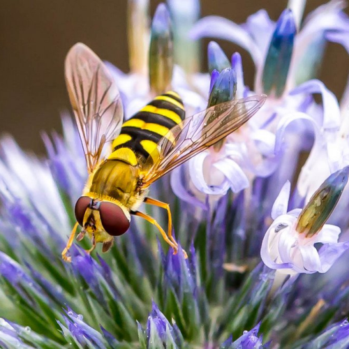 Hoverfly