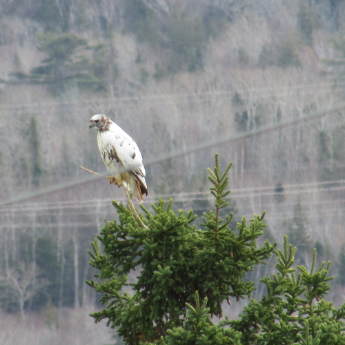 Leucistis Red Tailed Hawk