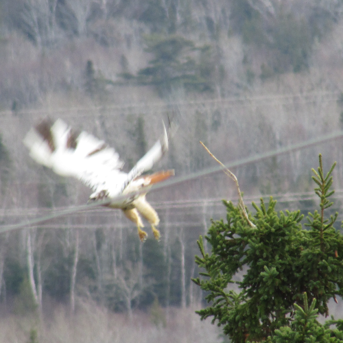 Leucistic Red Tailed Hawk