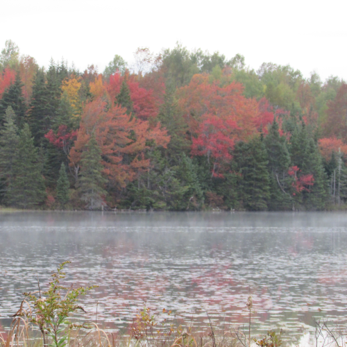 Fall Colors