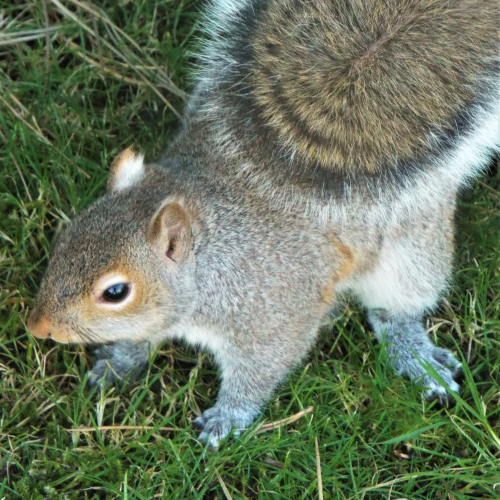 Check Out My Tail
