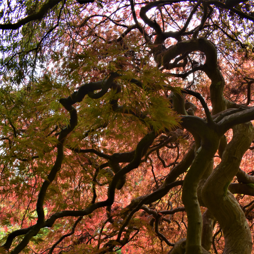 Japanese Maple