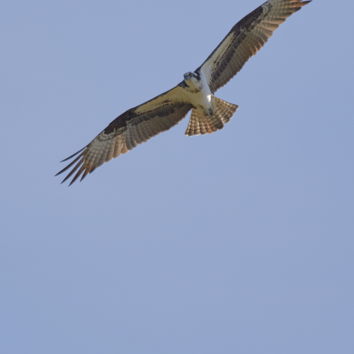 Osprey Overhead