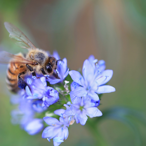 Let it bee