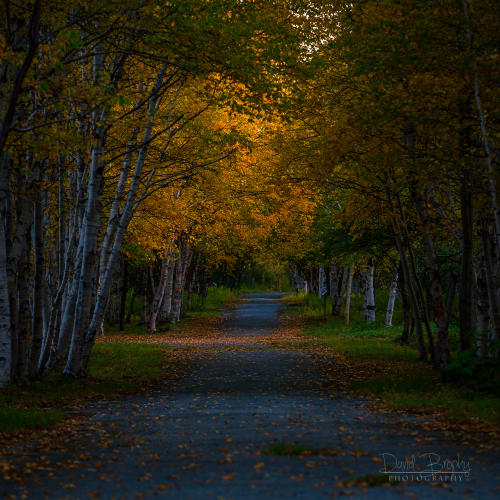 The Old Townsite