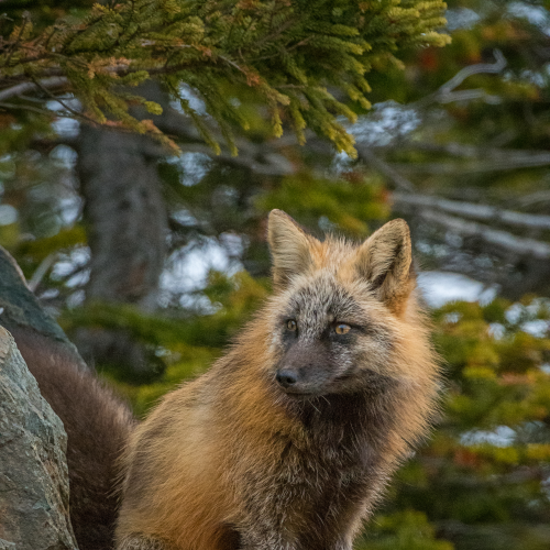 A Mother's Watchful Eye