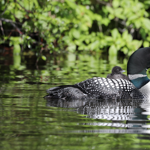 HITCHING A RIDE