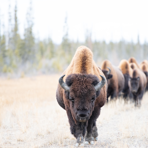 Convoy
