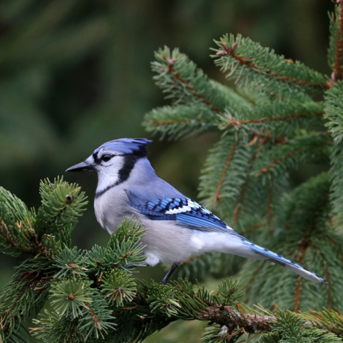 Elegant Jay