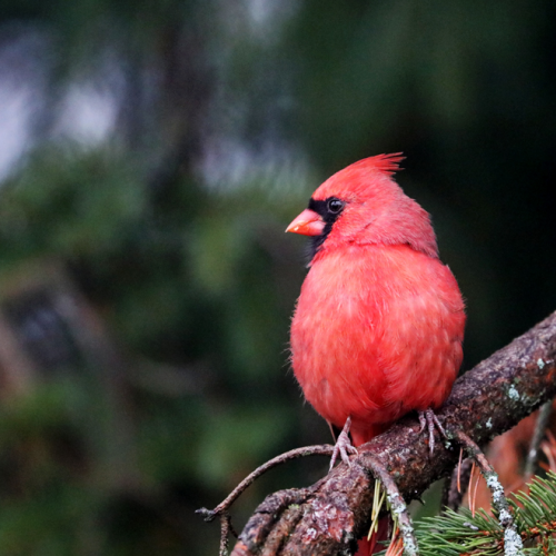 Northern Red Cardinal On Spruce Branch