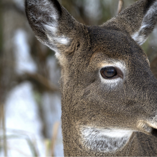 EYES of the forest
