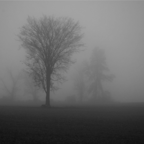 Into the mist