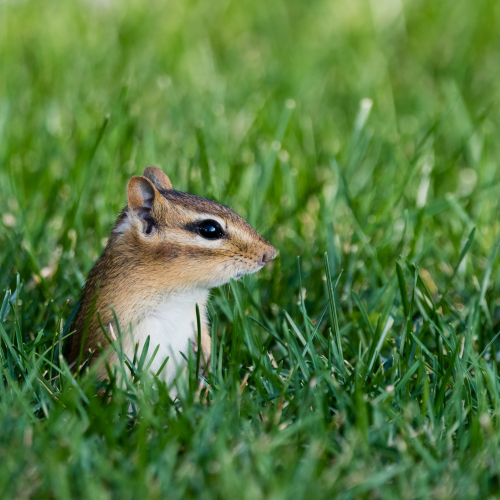 On the Lookout