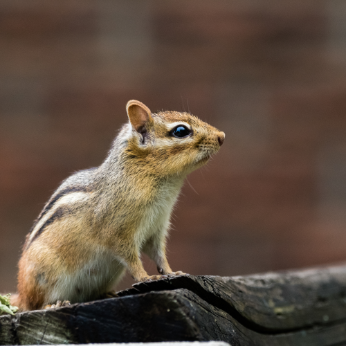 Eastern Chipmunk