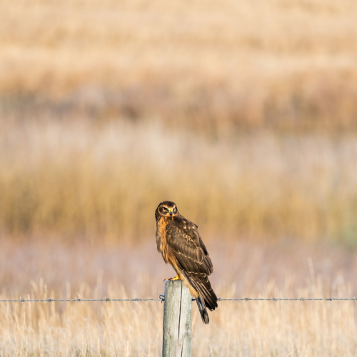 The Fence Post