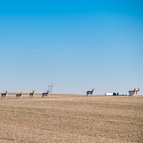 Pronghorn and Snow Geese