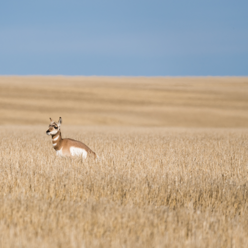 Young Pronghorn