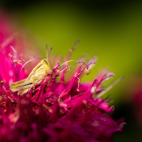 Colour