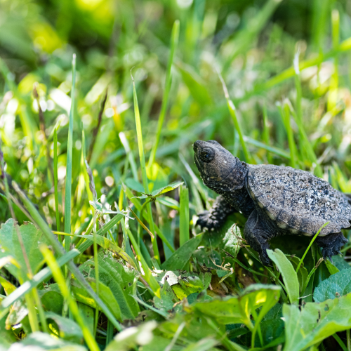 Hatchling