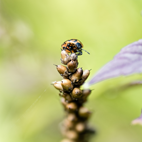 Beetle on Flower Bud