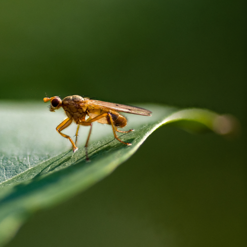 Macro Fly