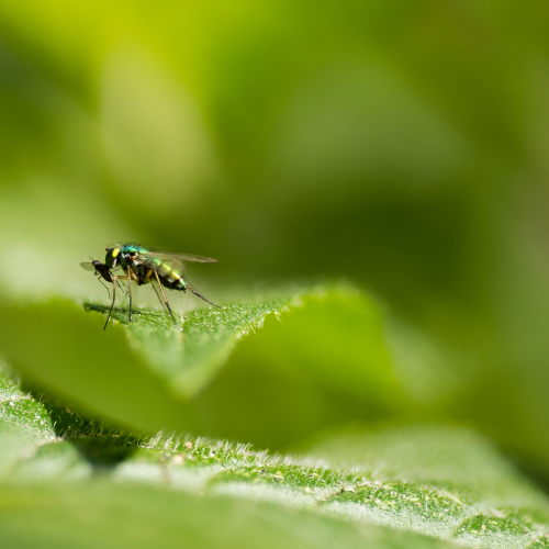 Long-legged Fly with Prey